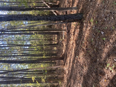 Land For Sale In Mcnairy County Tn - image 7