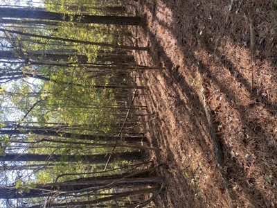 Land For Sale In Mcnairy County Tn - image 8