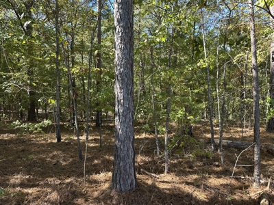 East Texas Recreational Land For Sale - image 1