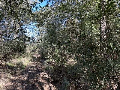 East Texas Recreational Land For Sale - image 21