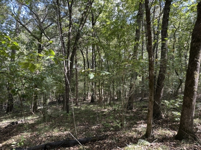East Texas Recreational Land For Sale - image 2