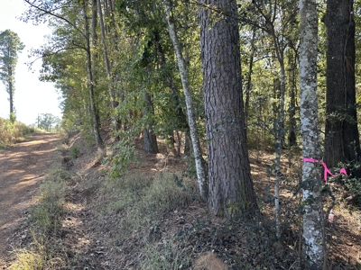 East Texas Recreational Land For Sale - image 13