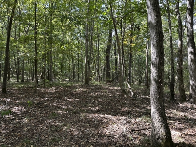 East Texas Recreational Land For Sale - image 4