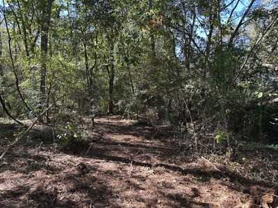 East Texas Recreational Land For Sale - image 14