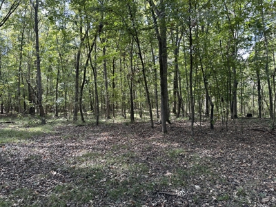 East Texas Recreational Land For Sale - image 5