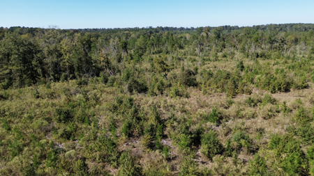 Affordable Lincoln Parish Land for Sale - Tract 4 - image 19