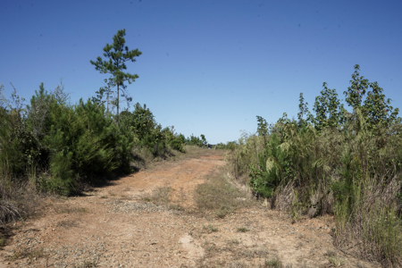 Affordable Lincoln Parish Land for Sale - Tract 4 - image 2
