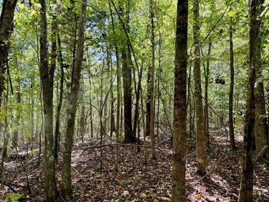 650 Acres Timberland and Lake Site Calhoun County MS