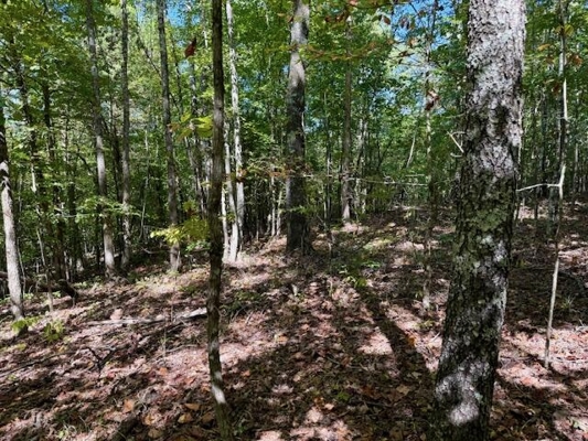 650 Acres Timberland and Lake Site Calhoun County MS