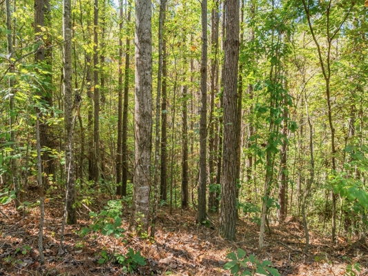 650 Acres Timberland and Lake Site Calhoun County MS