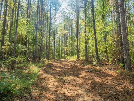 650 Acres Timberland and Lake Site Calhoun County MS