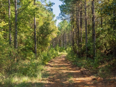 650 Acres Timberland and Lake Site Calhoun County MS - image 2