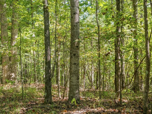 650 Acres Timberland and Lake Site Calhoun County MS