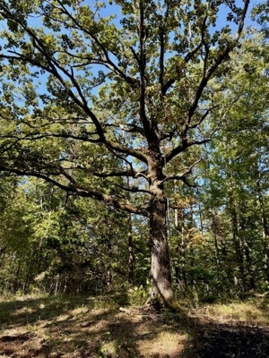 650 Acres Timberland and Lake Site Calhoun County MS