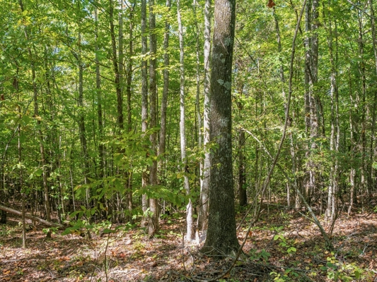650 Acres Timberland and Lake Site Calhoun County MS