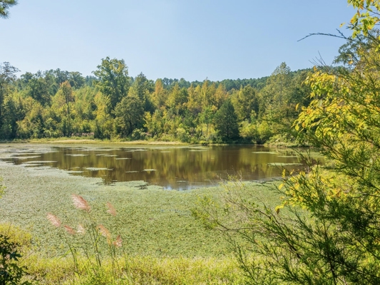 650 Acres Timberland and Lake Site Calhoun County MS