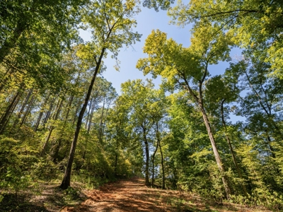 650 Acres Timberland and Lake Site Calhoun County MS - image 4