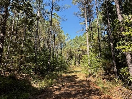 650 Acres Timberland and Lake Site Calhoun County MS