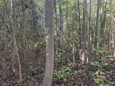 Longwood Landing: Live the Golf Course Dream! - image 7