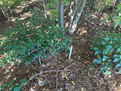 Longwood Landing: Live the Golf Course Dream! - image 5