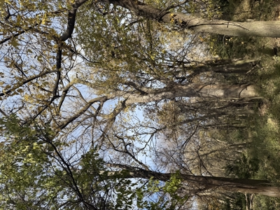 Beautiful Jewell County Kansas 80± - image 44