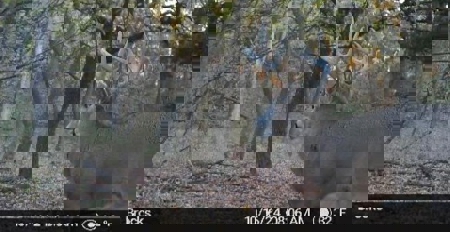 Beautiful Jewell County Kansas 80± - image 8