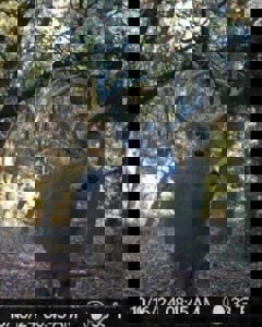 Beautiful Jewell County Kansas 80± - image 7