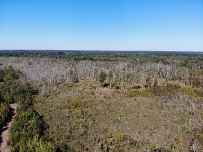 98 ac property offers a perfect mix of accessibility & seclusion - image 2