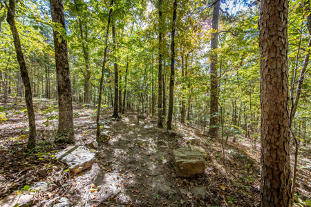 Ozarks 3 Bed/2 Bath Lake Life Retreat On A Small Acreage - image 9