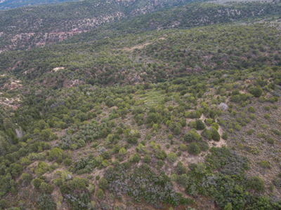 Hunting Land For Sale in Grand Junction, CO! - image 26