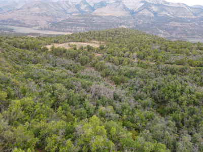 Hunting Land For Sale in Grand Junction, CO! - image 7