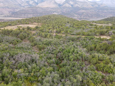 Hunting Land For Sale in Grand Junction, CO! - image 14