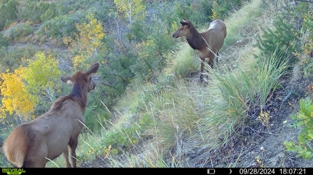 Hunting Land For Sale in Grand Junction, CO! - image 36