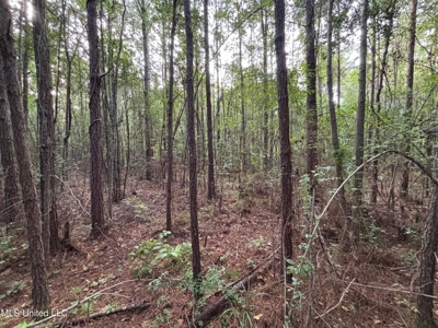 48 Acres for Sale in Jones County, MS Ellisvillle, MS - image 5