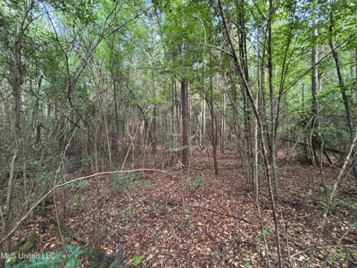 48 Acres for Sale in Jones County, MS Ellisvillle, MS - image 6