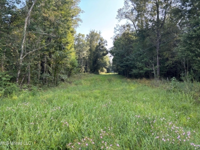 48 Acres for Sale in Jones County, MS Ellisvillle, MS - image 8