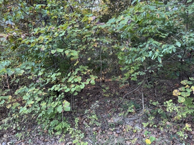 Three Residential Lots For Sale In Horseshoe Bend Arkansas - image 2