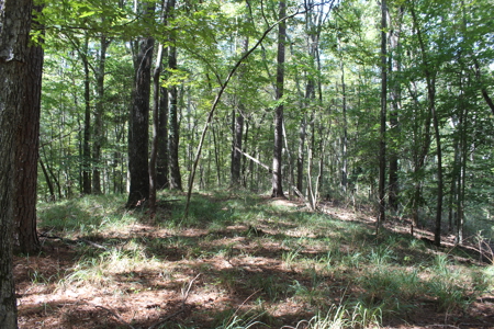 Recreation and Timber Investment Property Amite County Gloster MS - image 25