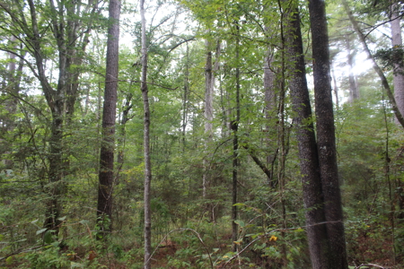 Recreation and Timber Investment Property Amite County Gloster MS - image 8