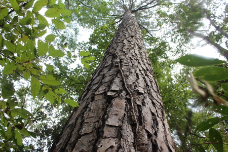 Recreation and Timber Investment Property Amite County Gloster MS - image 7