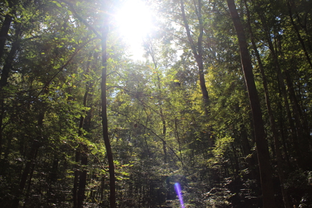 Recreation and Timber Investment Property Amite County Gloster MS - image 28