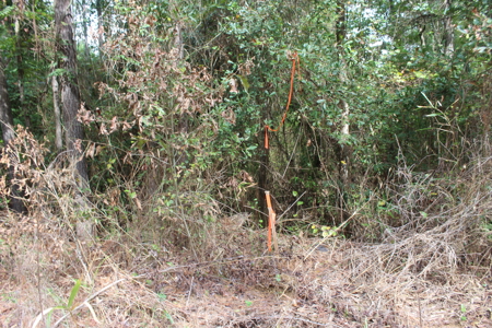 Recreation and Timber Investment Property Amite County Gloster MS - image 5