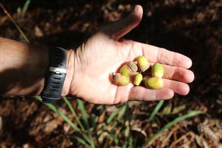 Recreation and Timber Investment Property Amite County Gloster MS - image 30