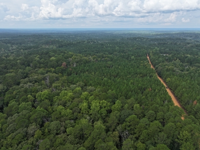 Recreation and Timber Investment Property Amite County Gloster MS - image 20