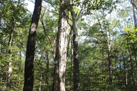 Recreation and Timber Investment Property Amite County Gloster MS - image 31