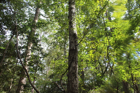 Recreation and Timber Investment Property Amite County Gloster MS - image 6