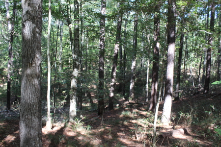 Recreation and Timber Investment Property Amite County Gloster MS - image 26