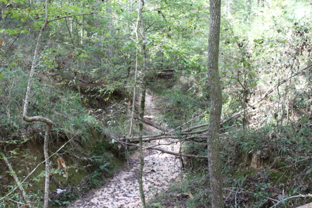 Recreation and Timber Investment Property Amite County Gloster MS - image 27