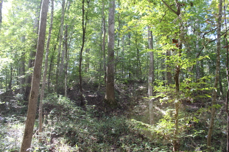Recreation and Timber Investment Property Amite County Gloster MS - image 29