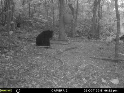 39.75 Newton County Hunting Land/Timber Property For Sale Low Gap - image 22
